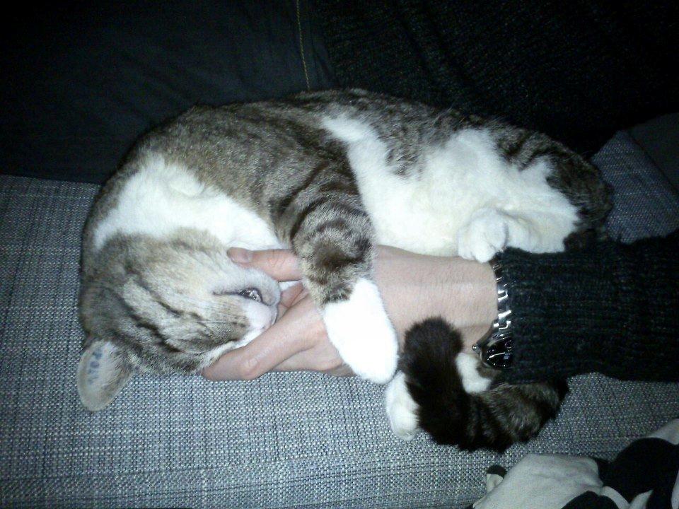 Huskat Sylvester billede 19