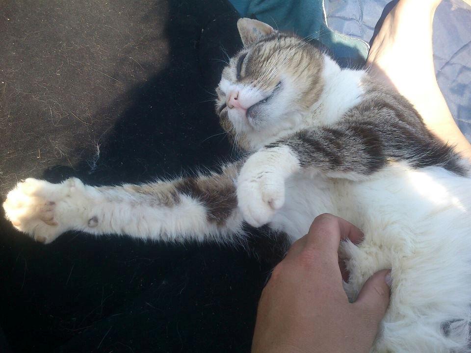 Huskat Sylvester billede 20