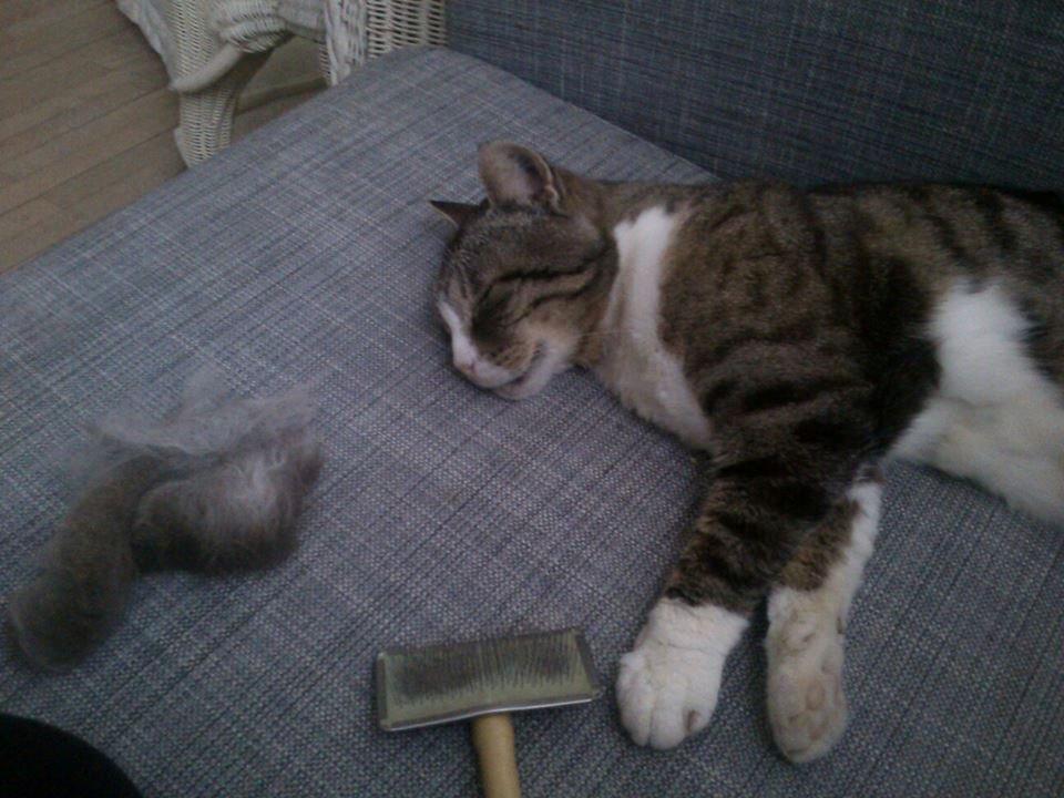 Huskat Sylvester billede 21