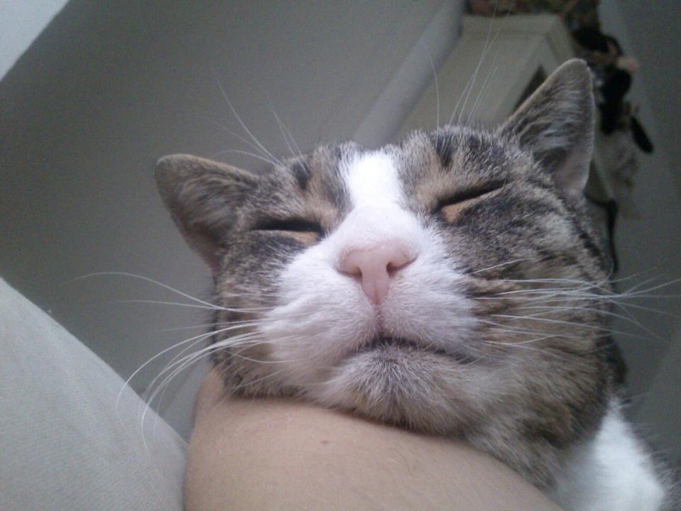 Huskat Sylvester billede 23