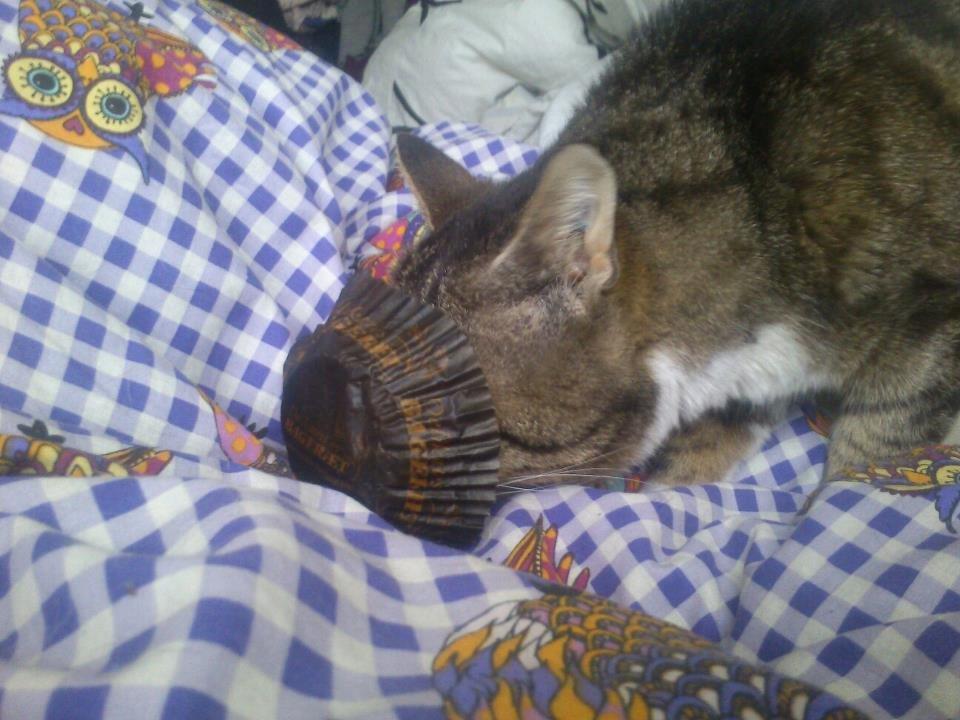 Huskat Sylvester billede 24