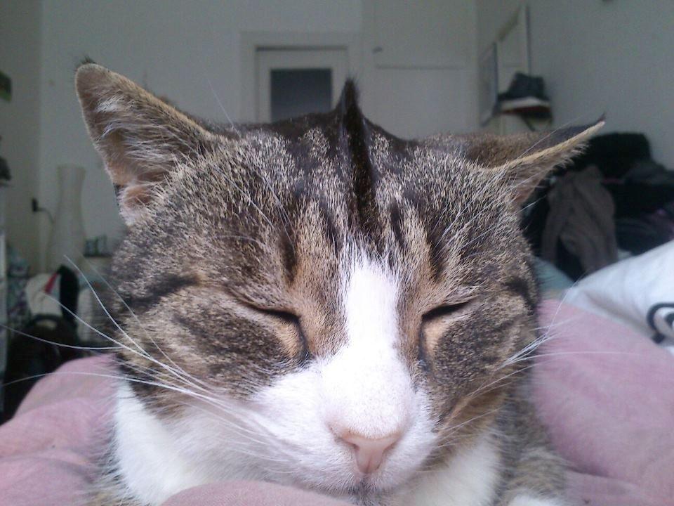 Huskat Sylvester billede 25