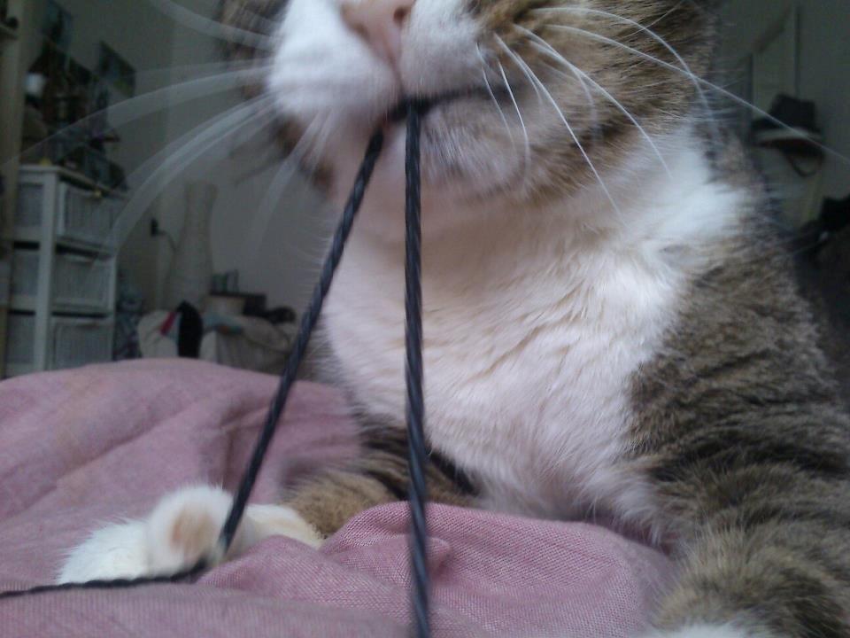 Huskat Sylvester billede 26