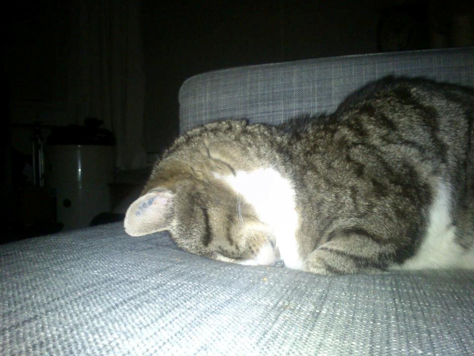 Huskat Sylvester billede 27