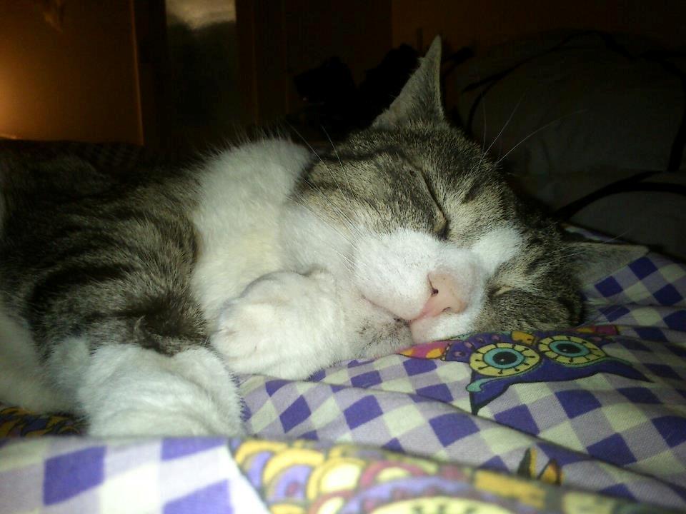 Huskat Sylvester billede 28