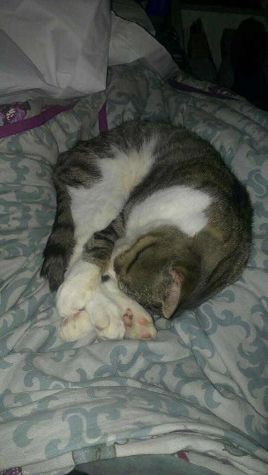 Huskat Sylvester billede 29