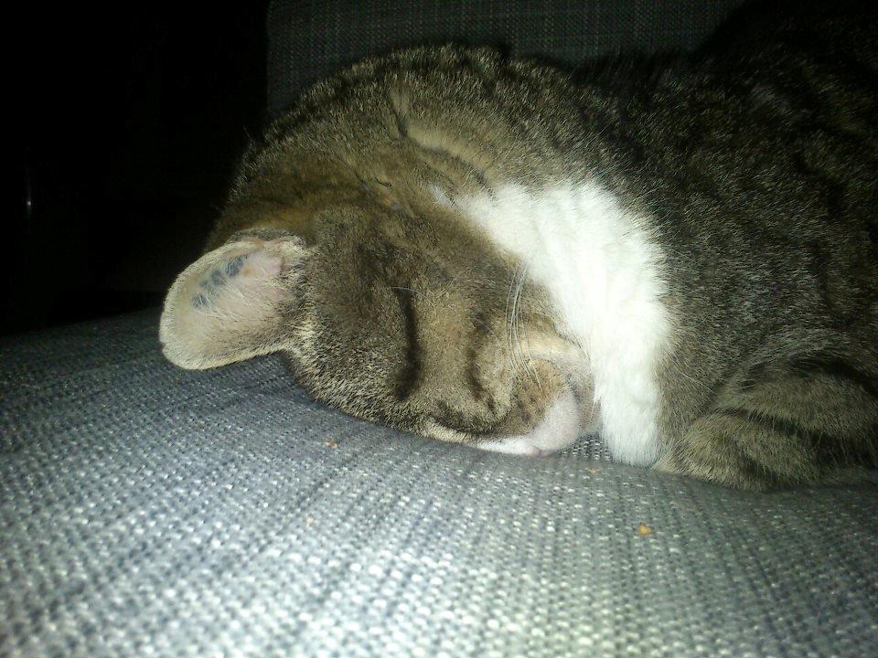 Huskat Sylvester billede 30