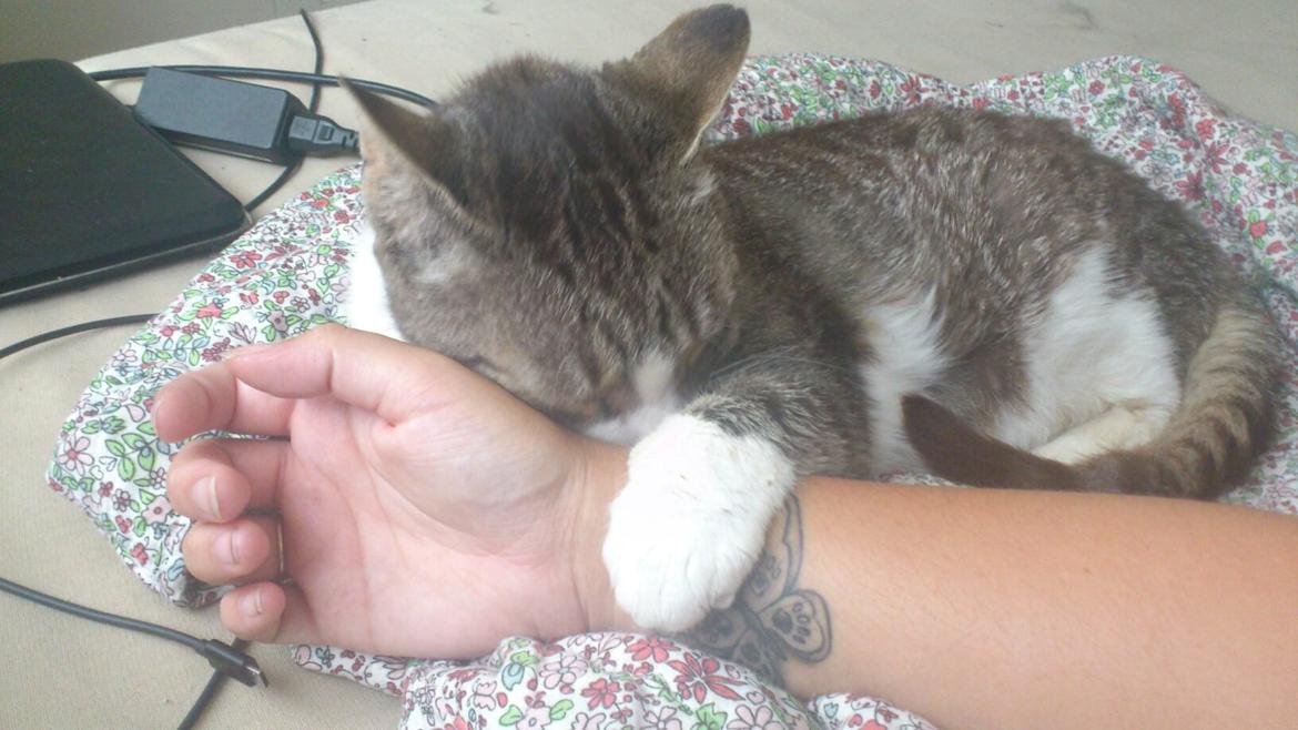 Huskat Sylvester billede 31