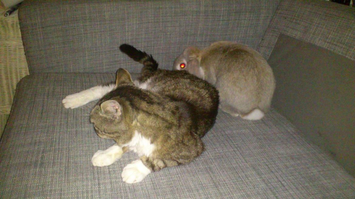 Huskat Sylvester billede 32