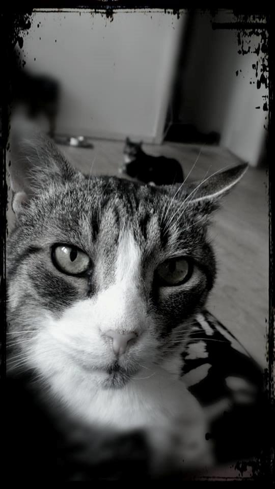 Huskat Sylvester billede 33