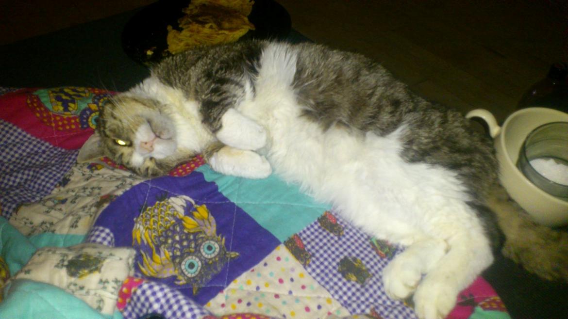 Huskat Sylvester billede 34