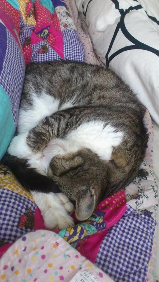 Huskat Sylvester billede 35