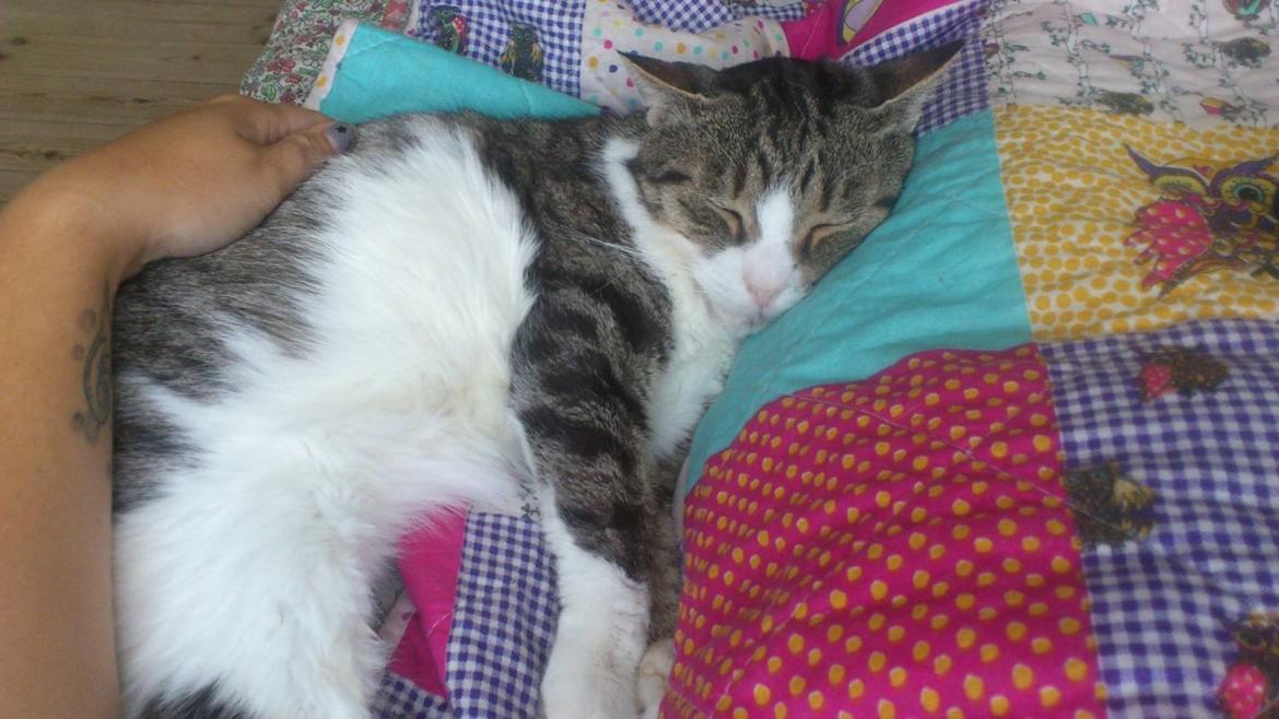 Huskat Sylvester billede 36