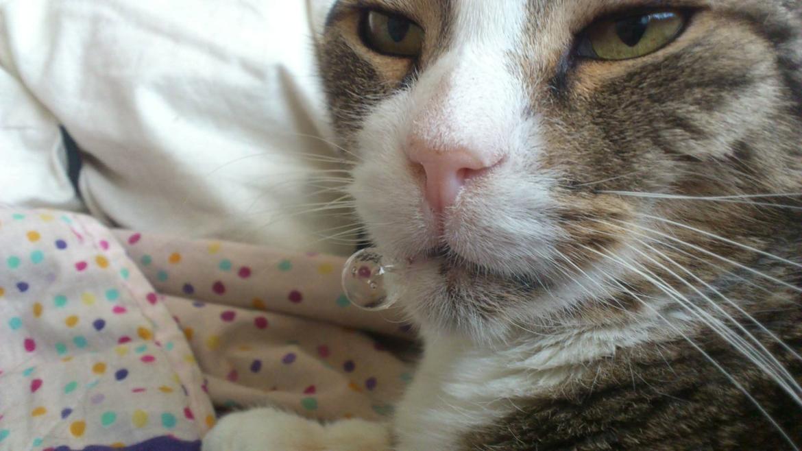 Huskat Sylvester billede 37