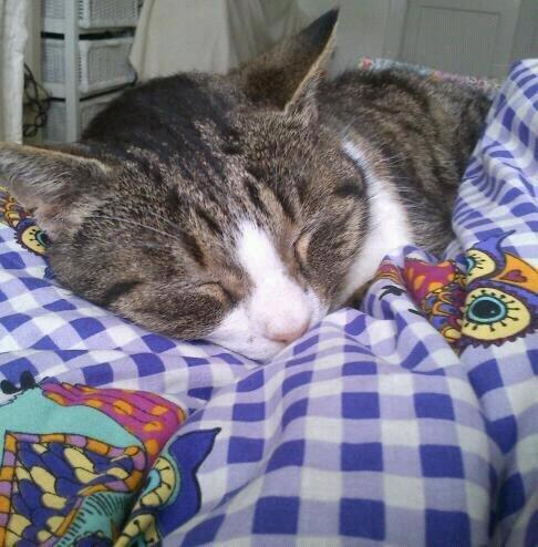 Huskat Sylvester billede 38