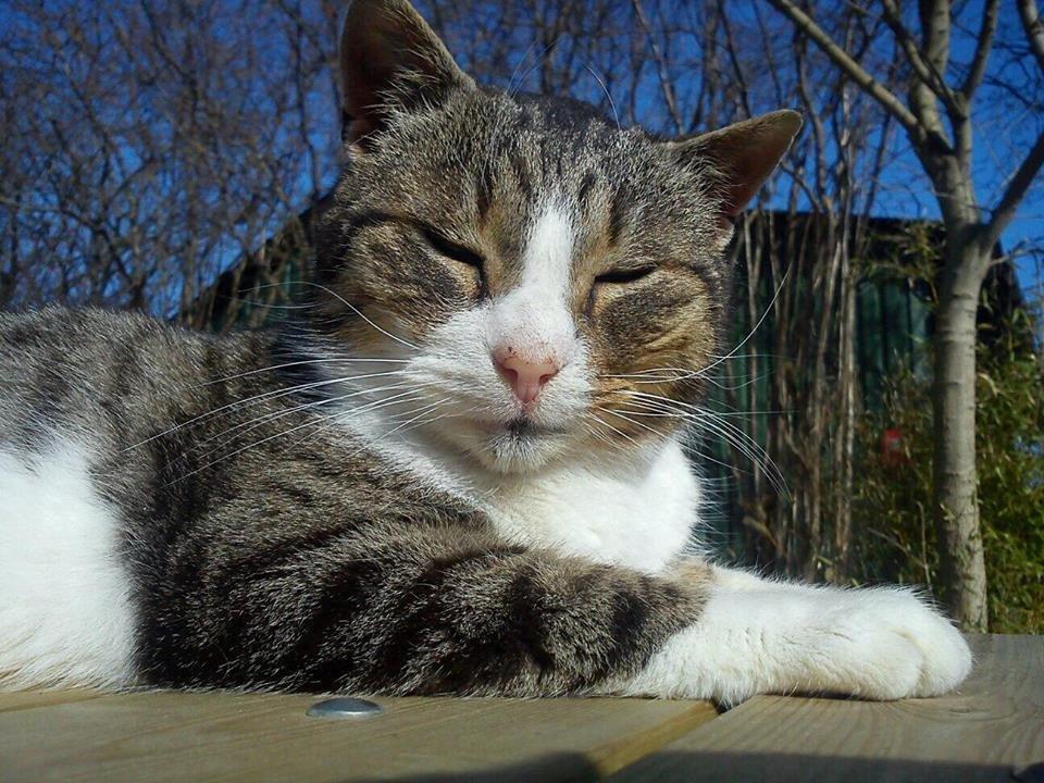 Huskat Sylvester billede 39