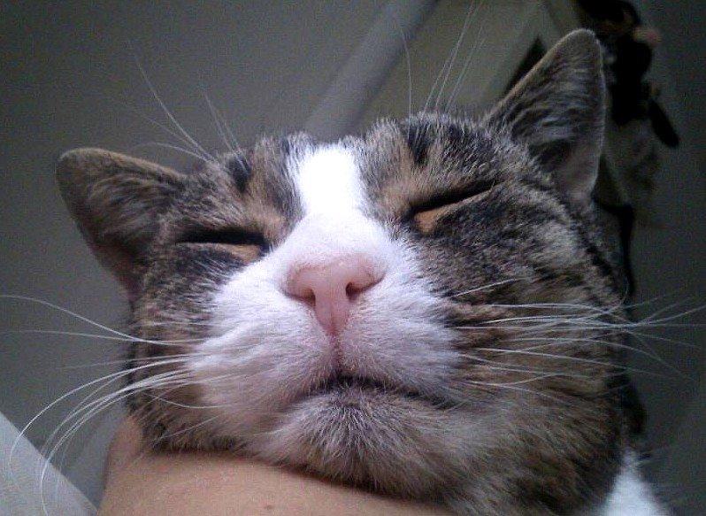 Huskat Sylvester billede 40