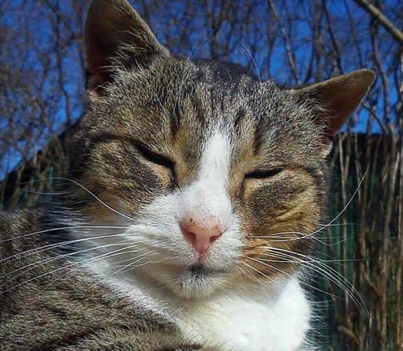 Huskat Sylvester billede 2