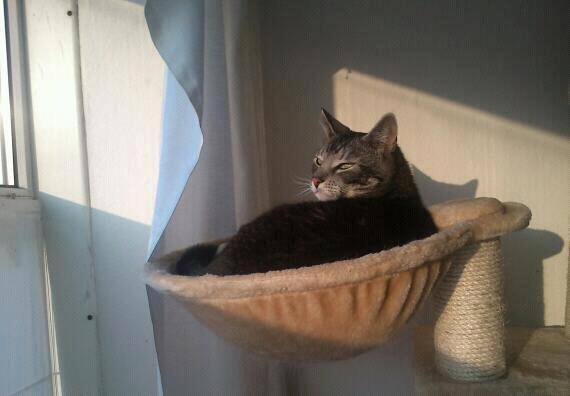 Huskat Mummu billede 22