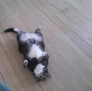 Huskat Mummu billede 25