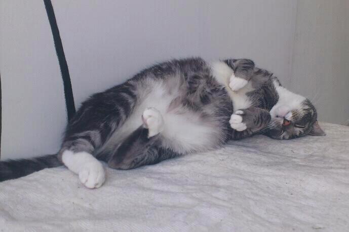 Huskat Mummu billede 26