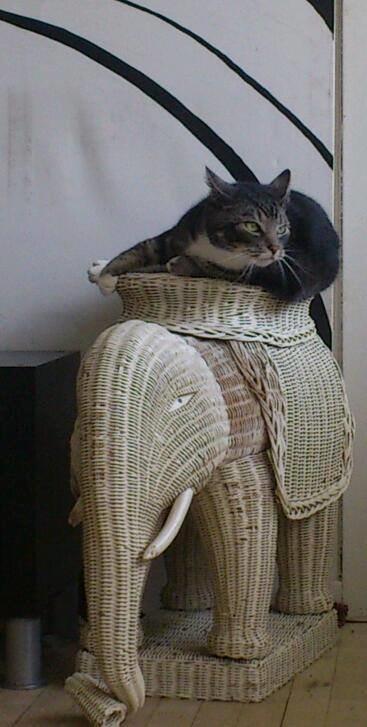 Huskat Mummu billede 27