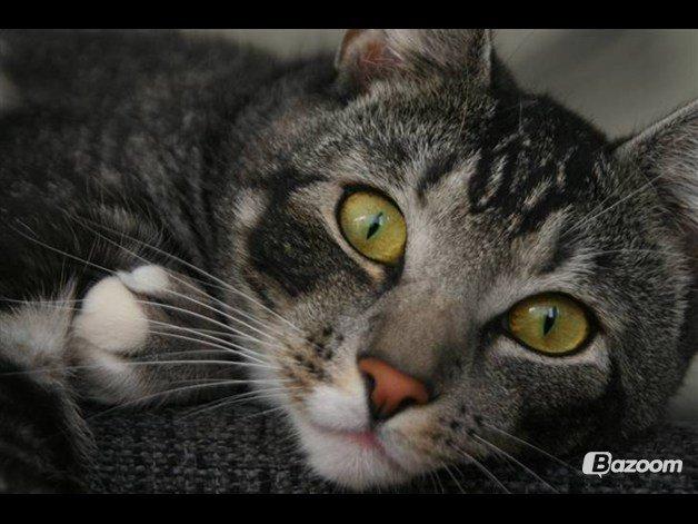 Huskat Mummu billede 1