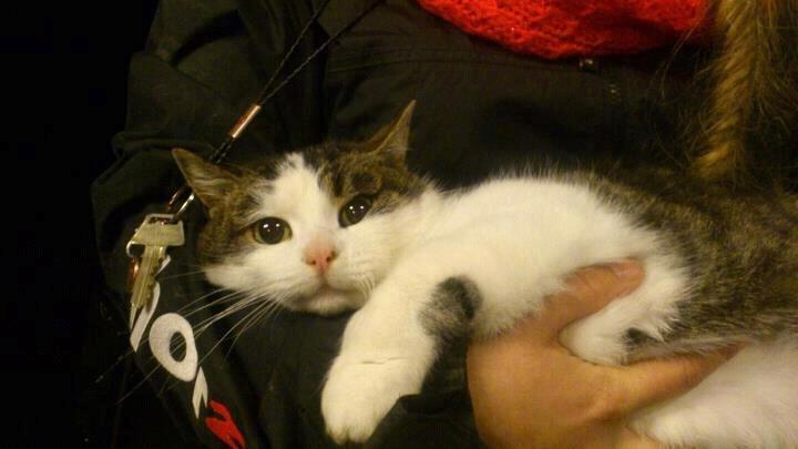 Huskat Gizmo billede 2