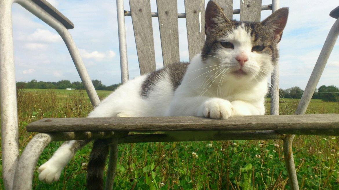 Huskat Gizmo billede 3