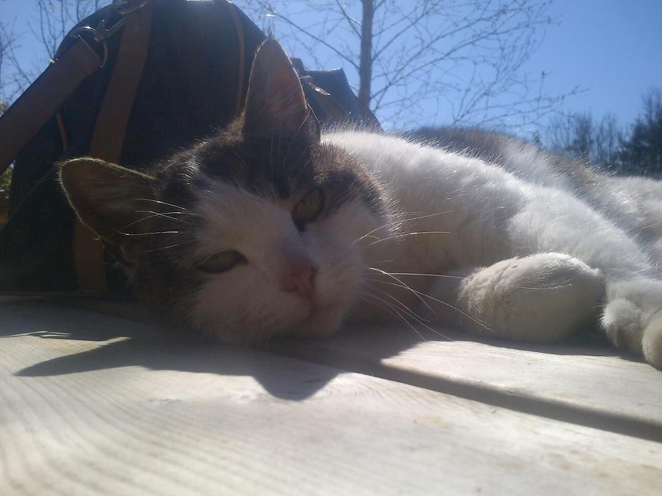 Huskat Gizmo billede 5