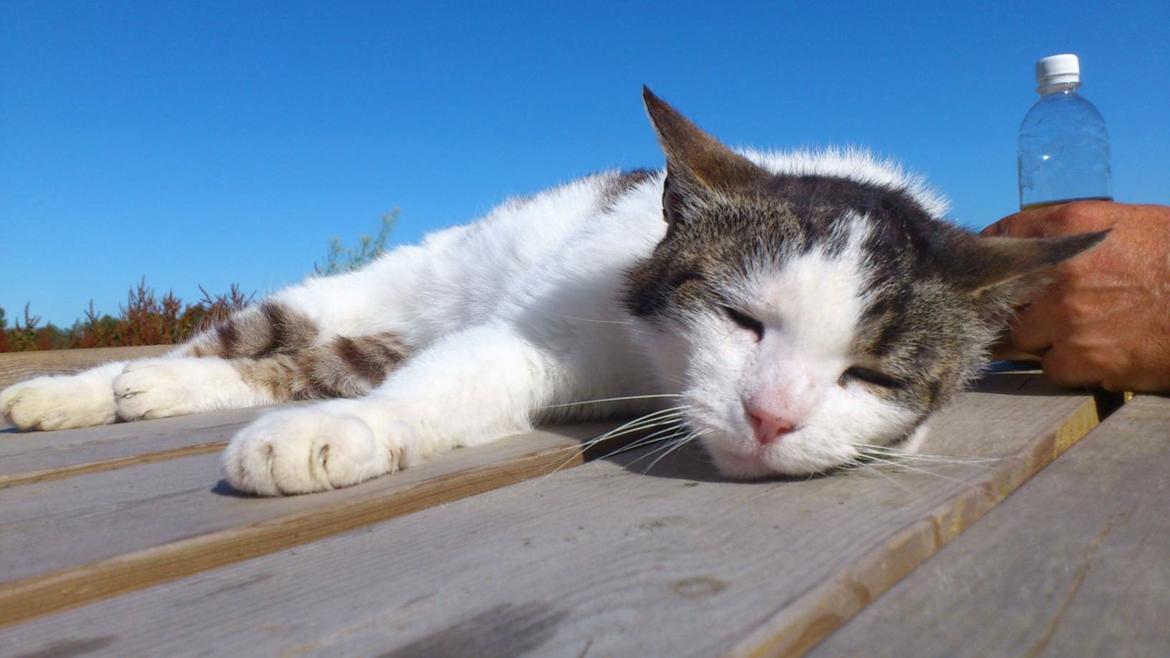 Huskat Gizmo billede 6