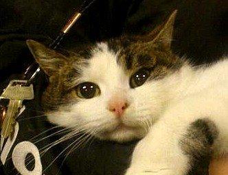 Huskat Gizmo billede 7