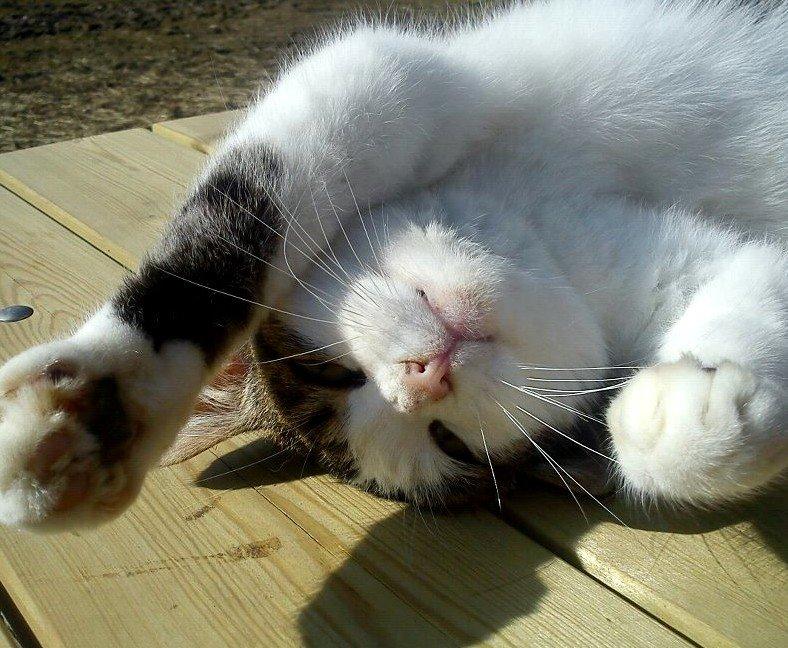 Huskat Gizmo billede 10