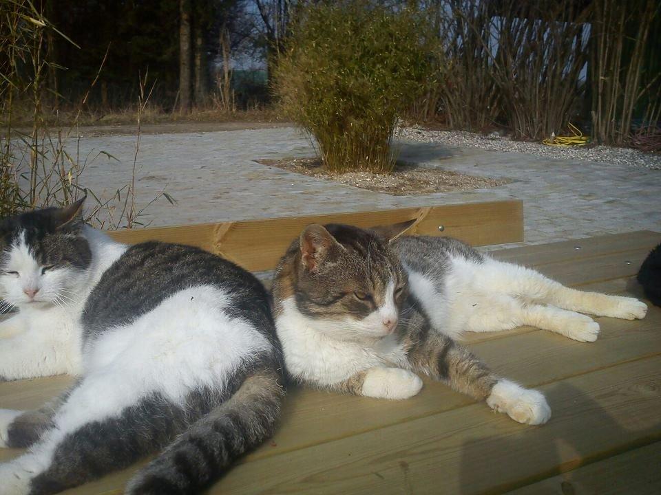 Huskat Gizmo billede 12