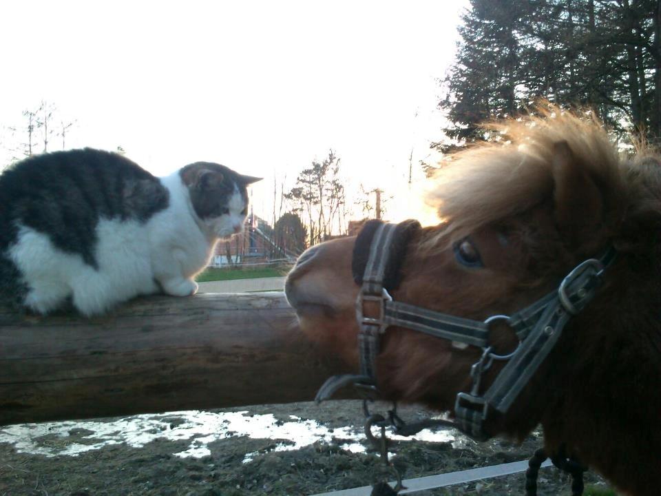 Huskat Gizmo billede 13