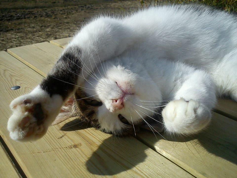 Huskat Gizmo billede 15