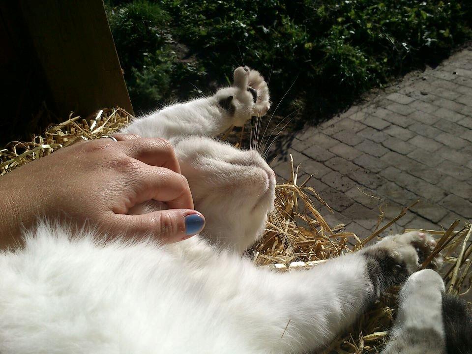 Huskat Gizmo billede 17