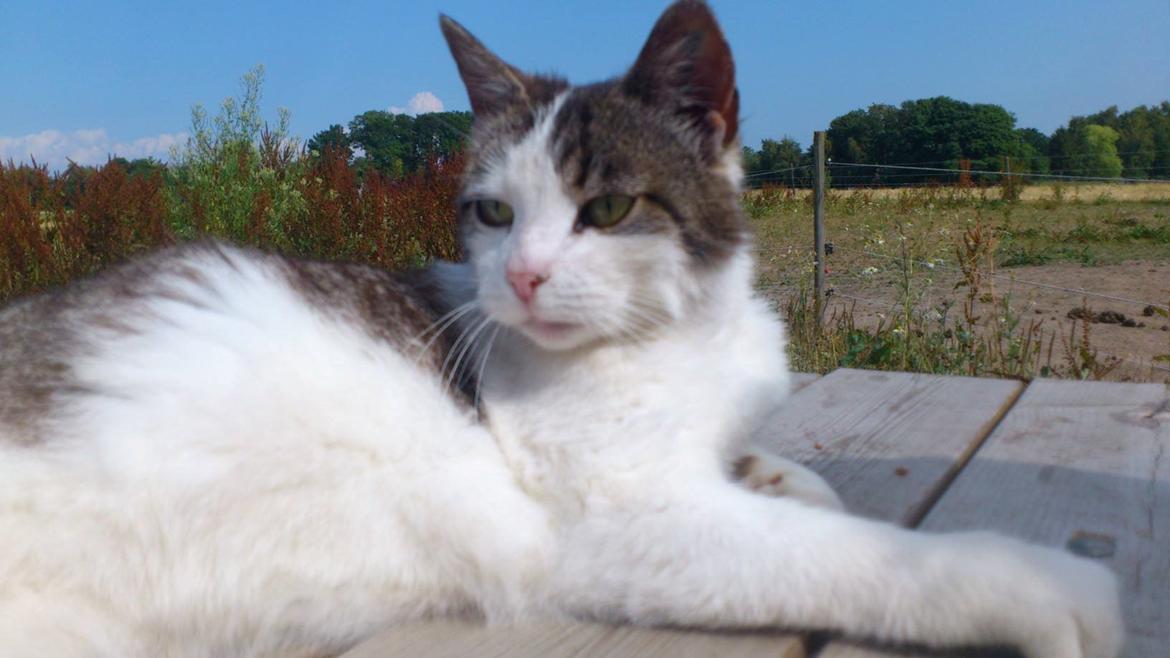 Huskat Gizmo billede 18