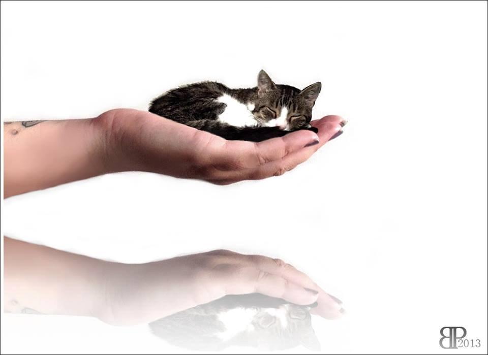 Huskat Sylvester billede 46