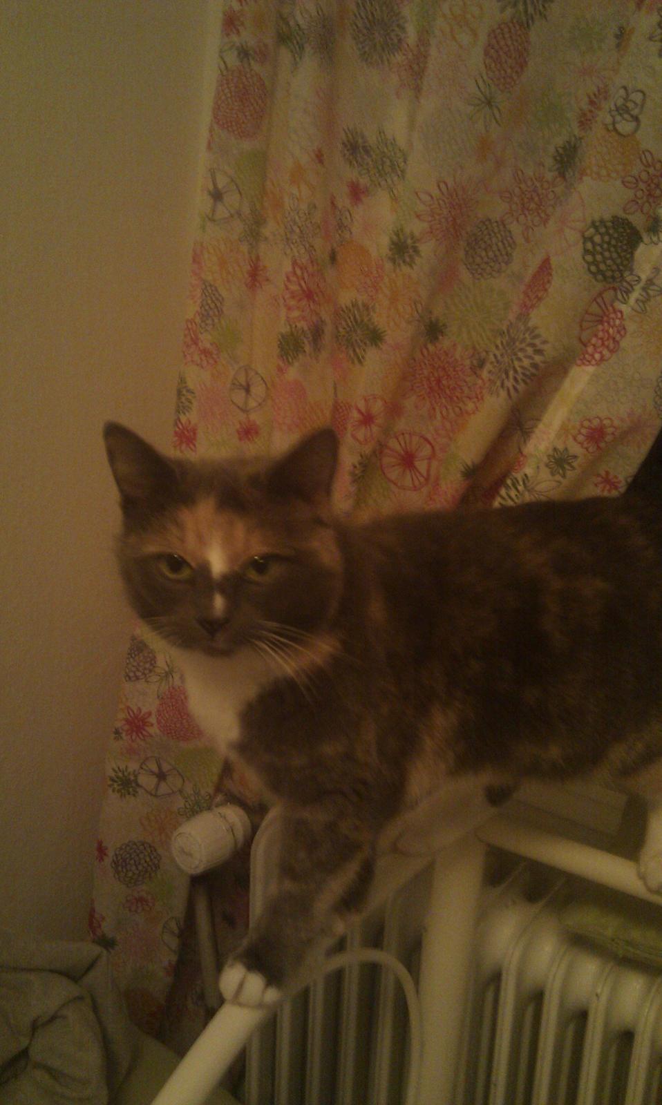 Huskat Minimis billede 1