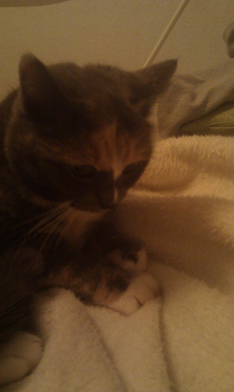 Huskat Minimis billede 2