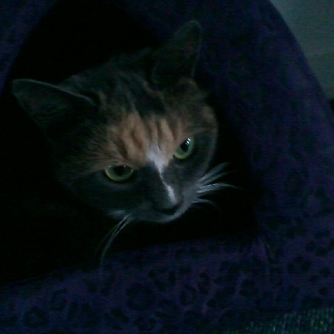 Huskat Minimis billede 3