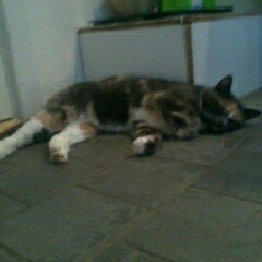 Huskat Minimis billede 4