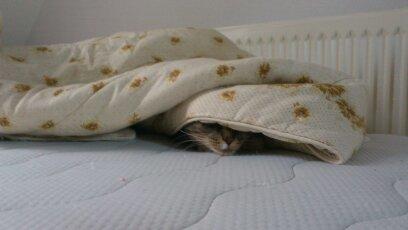 Blanding af racer Tøsen billede 12