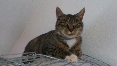 Blanding af racer Tøsen billede 13