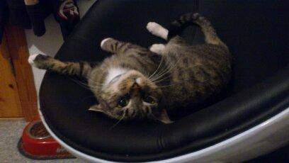 Blanding af racer Tøsen billede 14