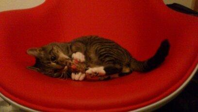 Blanding af racer Tøsen billede 15