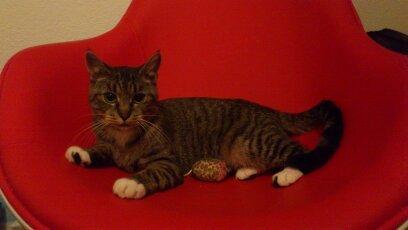 Blanding af racer Tøsen billede 16