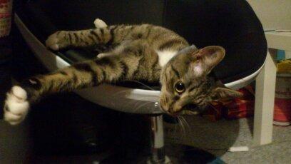 Blanding af racer Tøsen billede 17