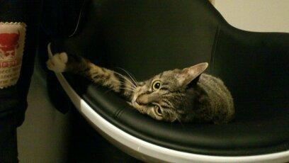 Blanding af racer Tøsen billede 18